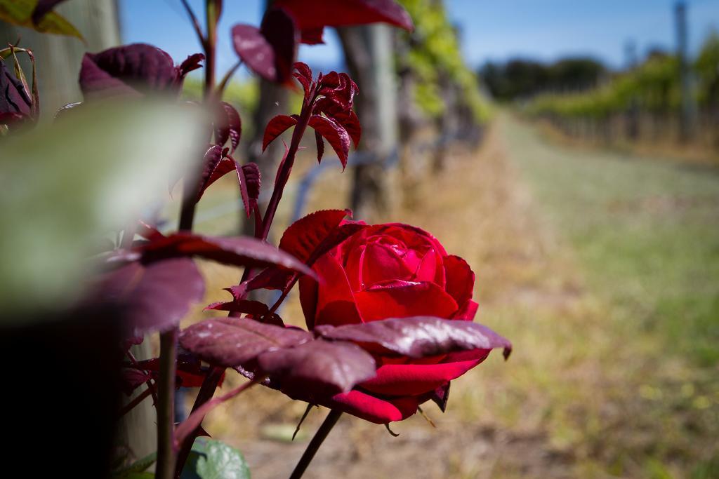 Margrain Vineyard Villas Martinborough Exterior foto